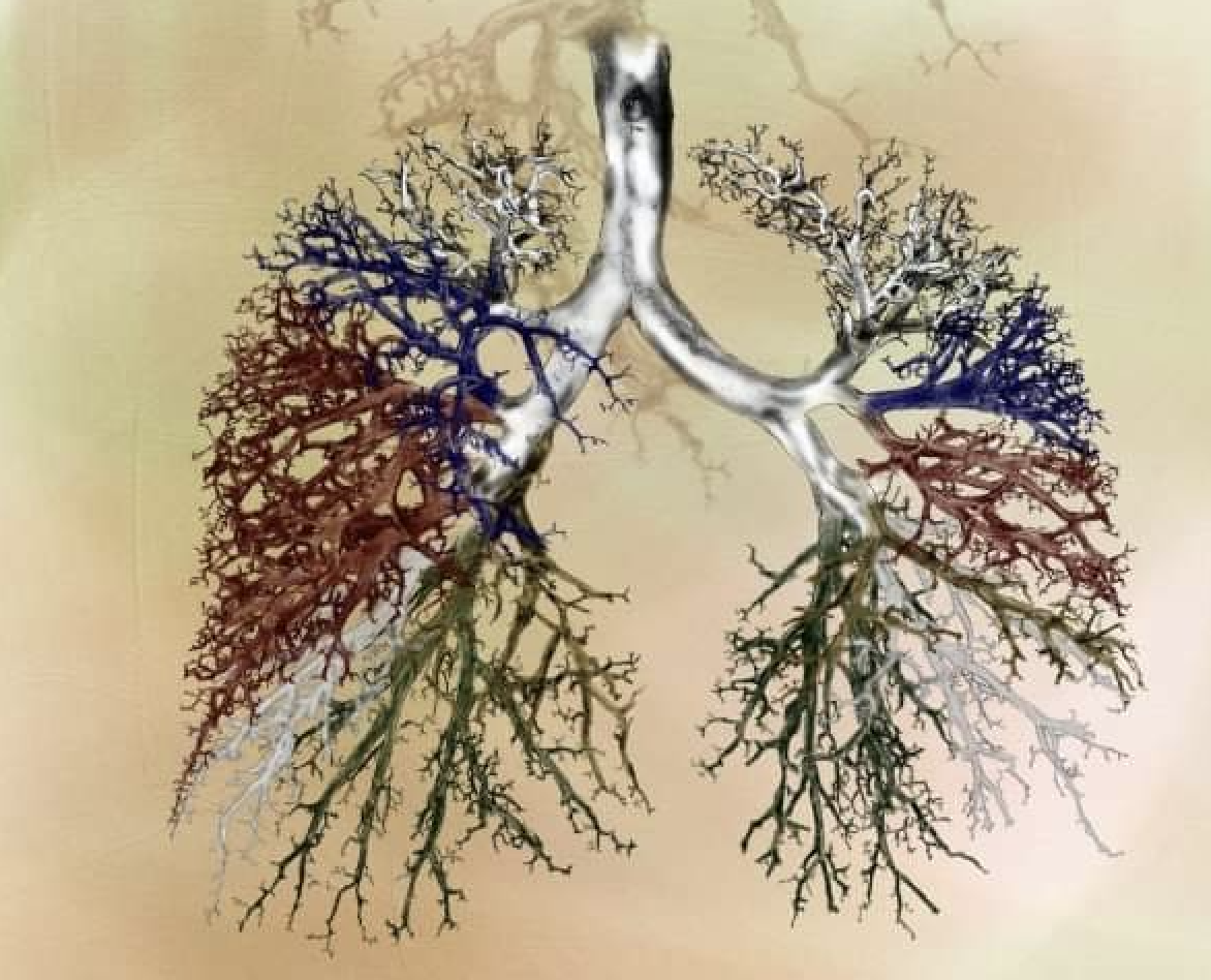 Illustration of the airpassages in the lungs